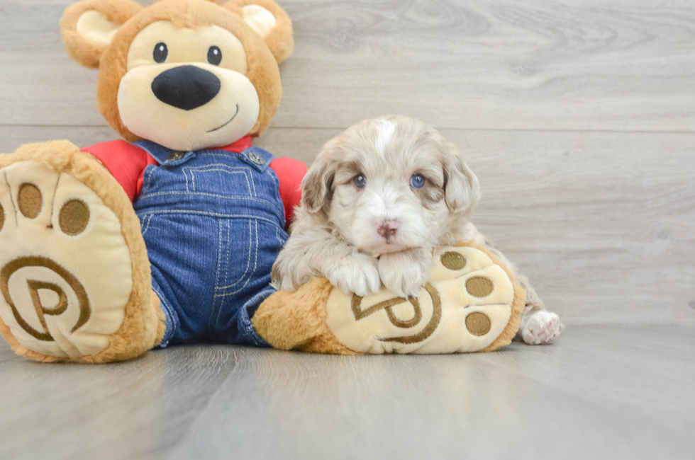 6 week old Mini Sheepadoodle Puppy For Sale - Premier Pups