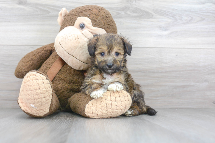 Cute Mini Sheltidoodle Mix Pup