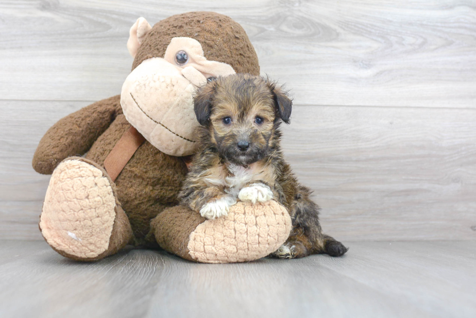 Cute Mini Sheltidoodle Mix Pup