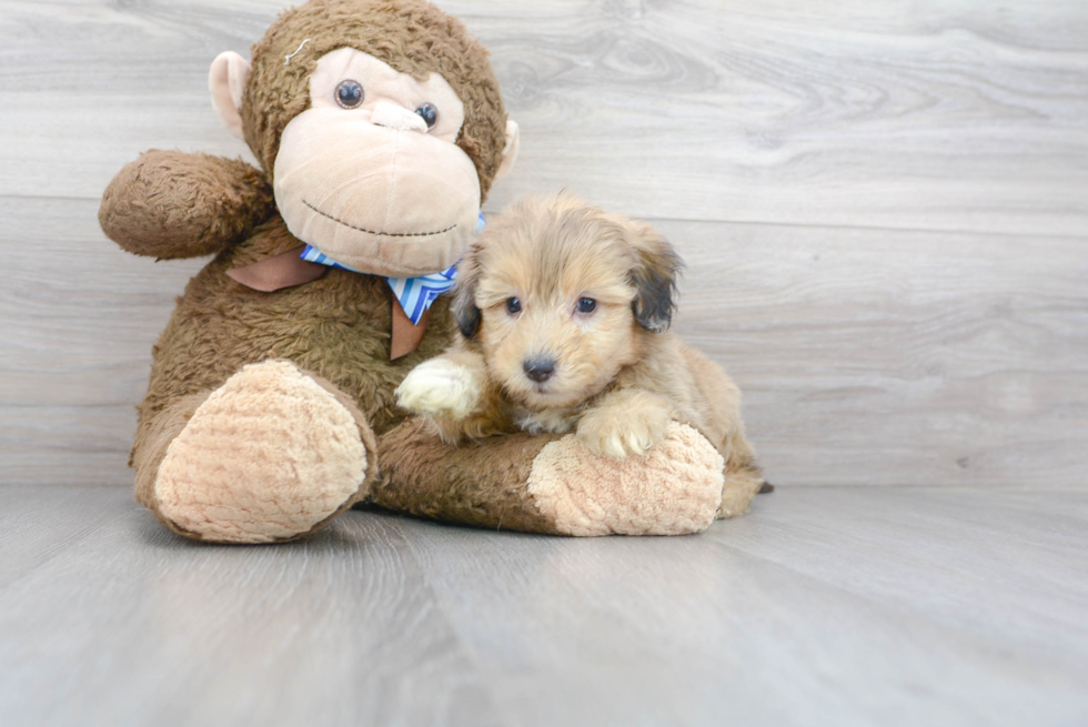 Small Mini Aussiedoodle Baby