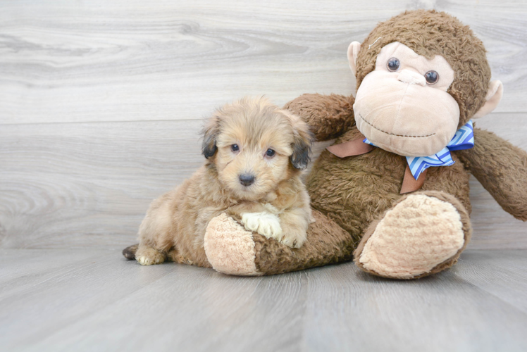 Adorable Aussiepoo Poodle Mix Puppy