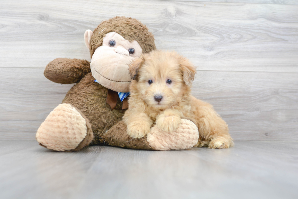 Cute Mini Aussiedoodle Baby