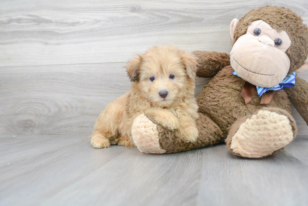 Friendly Mini Aussiedoodle Baby