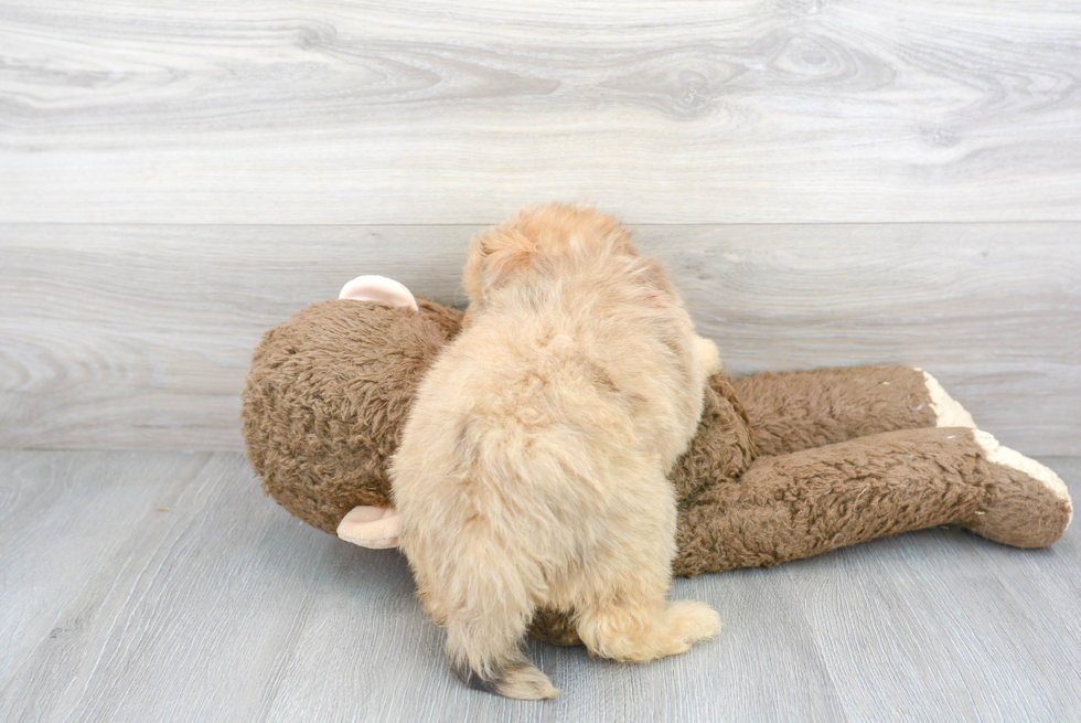 Mini Aussiedoodle Pup Being Cute