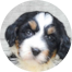 Mini Bernedoodle Puppies For Sale - Premier Pups Mini Bernedoodle Puppies For Sale - Premier Pups