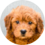 Mini Goldendoodle Puppies For Sale - Premier Pups Mini Goldendoodle Puppies For Sale - Premier Pups