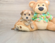 6 week old Morkie Puppy For Sale - Premier Pups