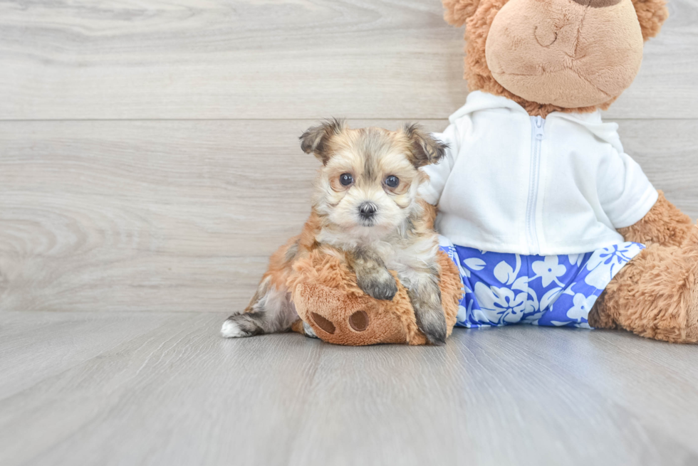 Morkie Pup Being Cute