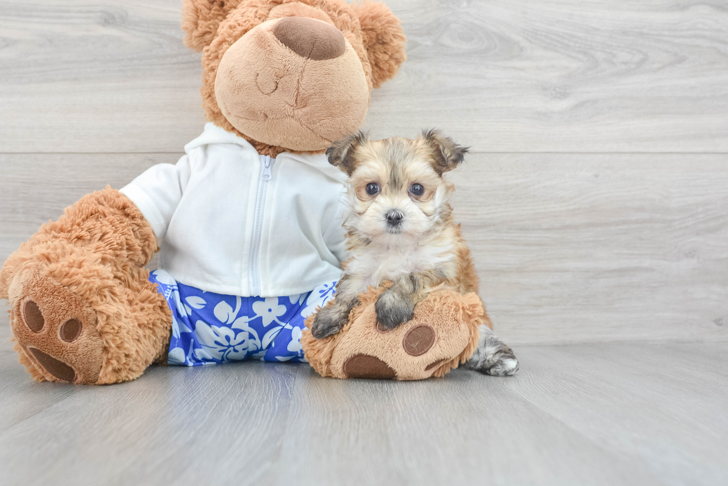 Teddy bear morkie on sale