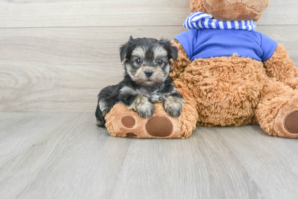 Morkie Puppy for Adoption