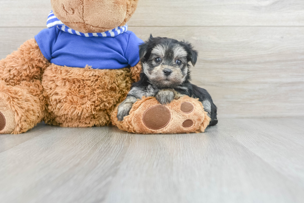 Hypoallergenic Yorkie Designer Puppy