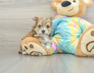 5 week old Morkie Puppy For Sale - Premier Pups