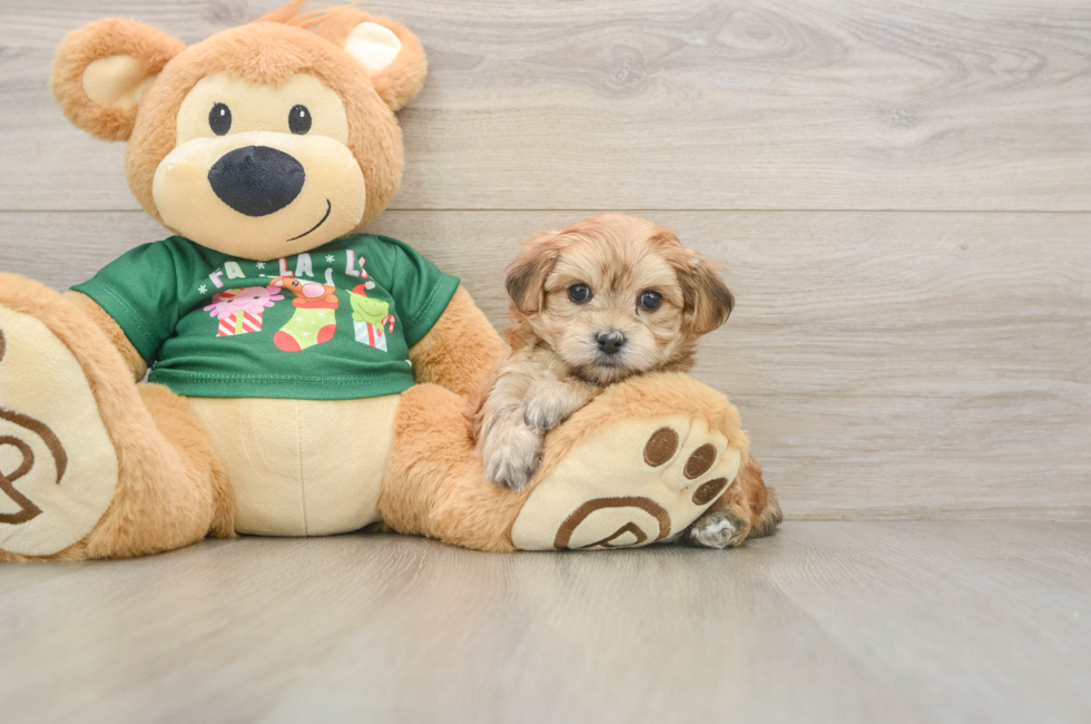 5 week old Morkie Puppy For Sale - Premier Pups