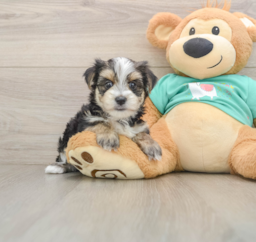 5 week old Morkie Puppy For Sale - Premier Pups