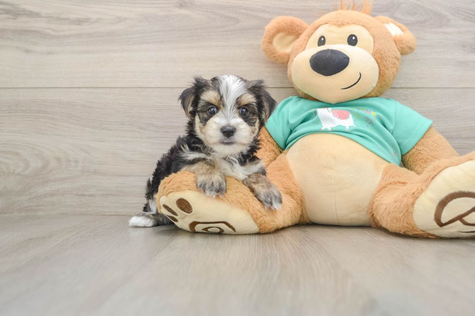 Morkie Pup Being Cute