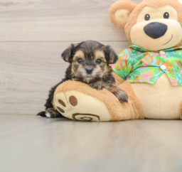 5 week old Morkie Puppy For Sale - Premier Pups