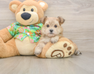 6 week old Morkie Puppy For Sale - Premier Pups
