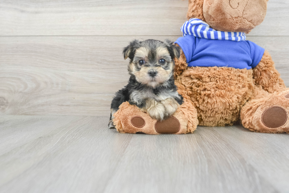 Little Yorkie Designer Puppy