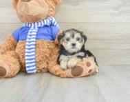 8 week old Morkie Puppy For Sale - Premier Pups