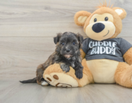 5 week old Morkie Puppy For Sale - Premier Pups