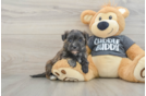 Best Morkie Baby
