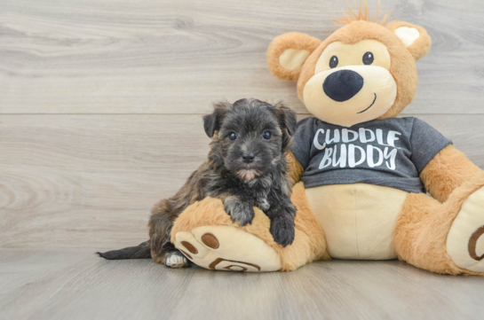 Best Morkie Baby