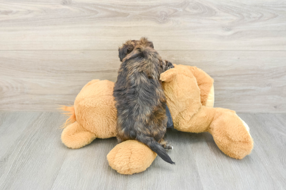 Best Morkie Baby