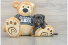 Best Morkie Baby