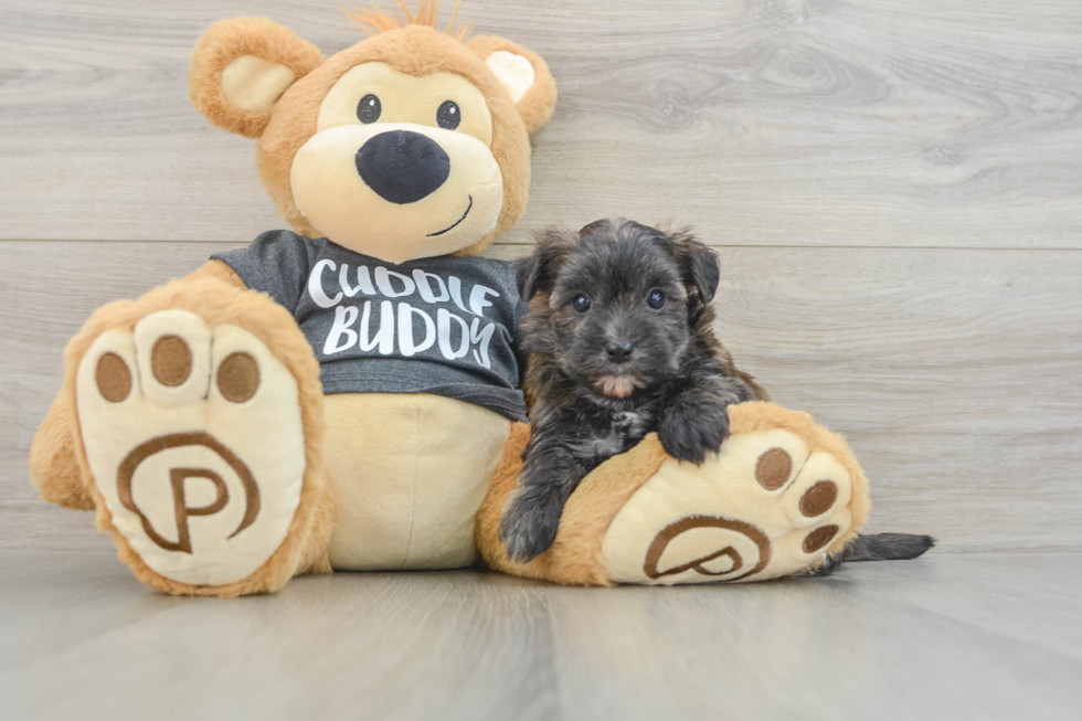 Best Morkie Baby