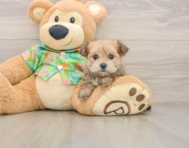 6 week old Morkie Puppy For Sale - Premier Pups