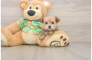 Best Morkie Baby
