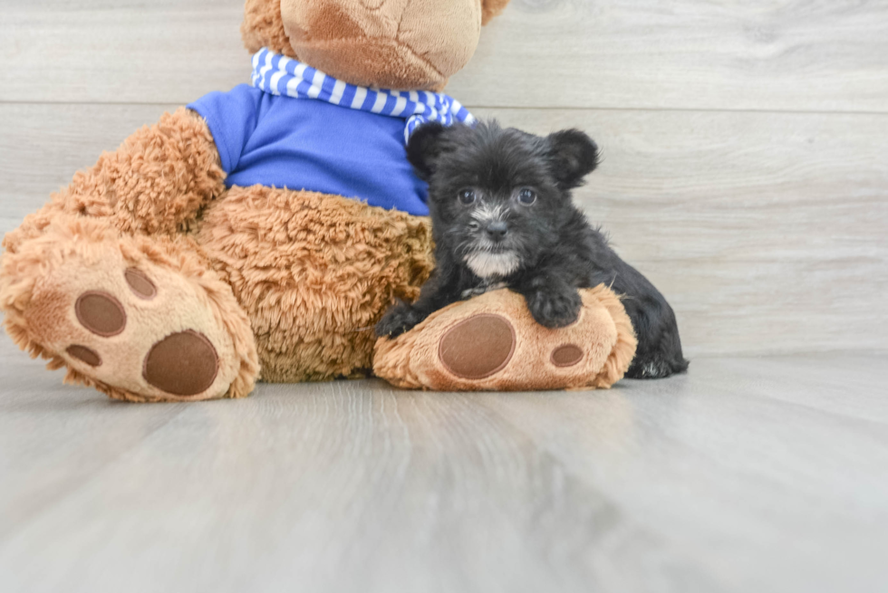 Morkie Pup Being Cute