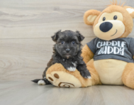 5 week old Morkie Puppy For Sale - Premier Pups