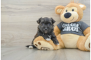 Best Morkie Baby