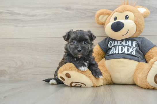 Best Morkie Baby