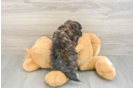 Morkie Puppy for Adoption