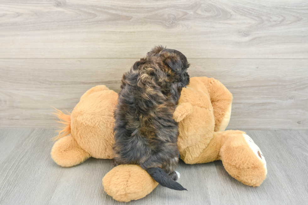 Morkie Puppy for Adoption