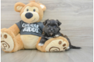 Playful Yorktese Designer Puppy