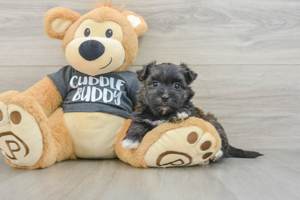 Playful Yorktese Designer Puppy
