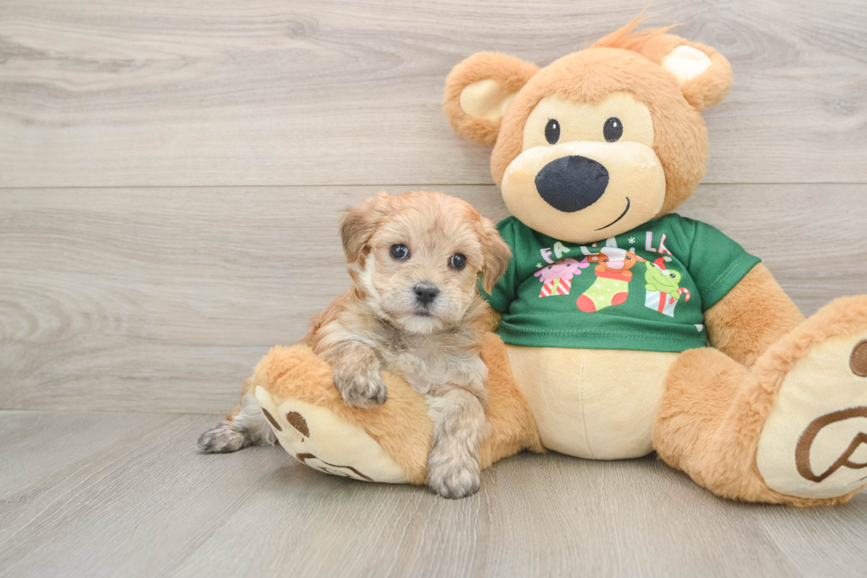 Adorable Maltese Yorkie Mix Designer Puppy