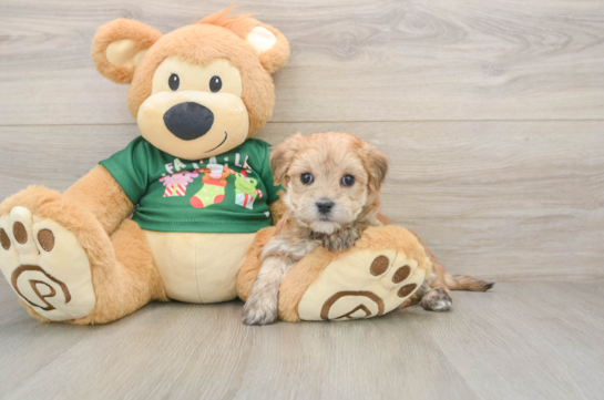 Fluffy Morkie Designer Pup