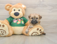 5 week old Morkie Puppy For Sale - Premier Pups