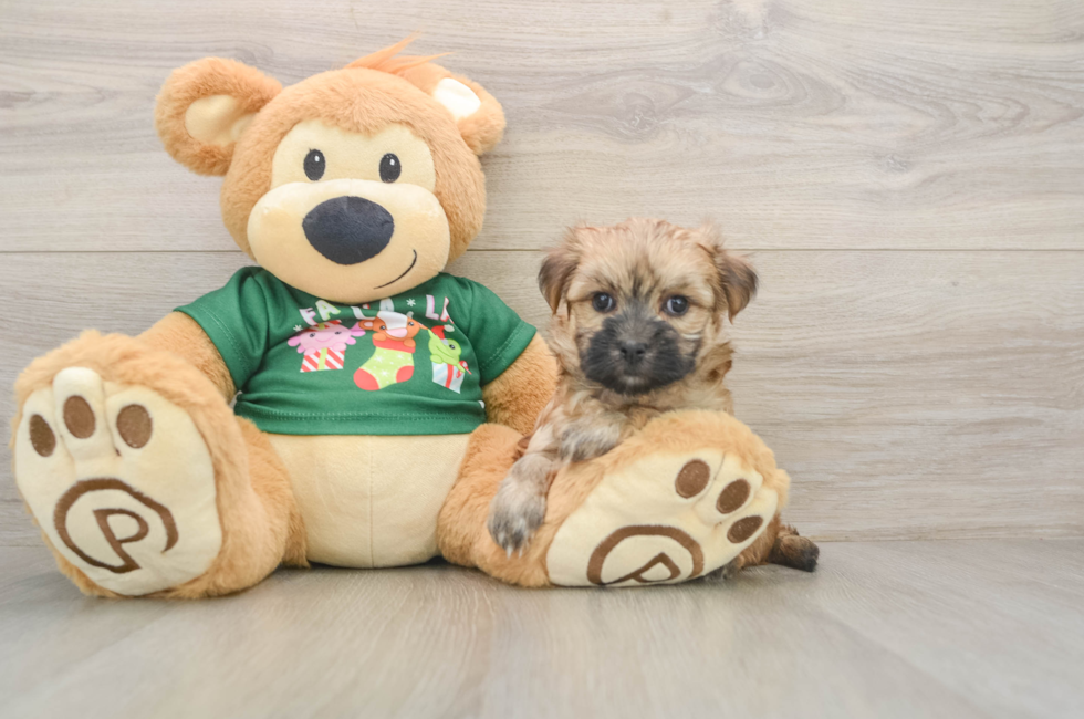 5 week old Morkie Puppy For Sale - Premier Pups