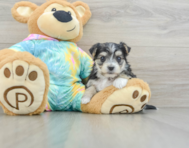 6 week old Morkie Puppy For Sale - Premier Pups