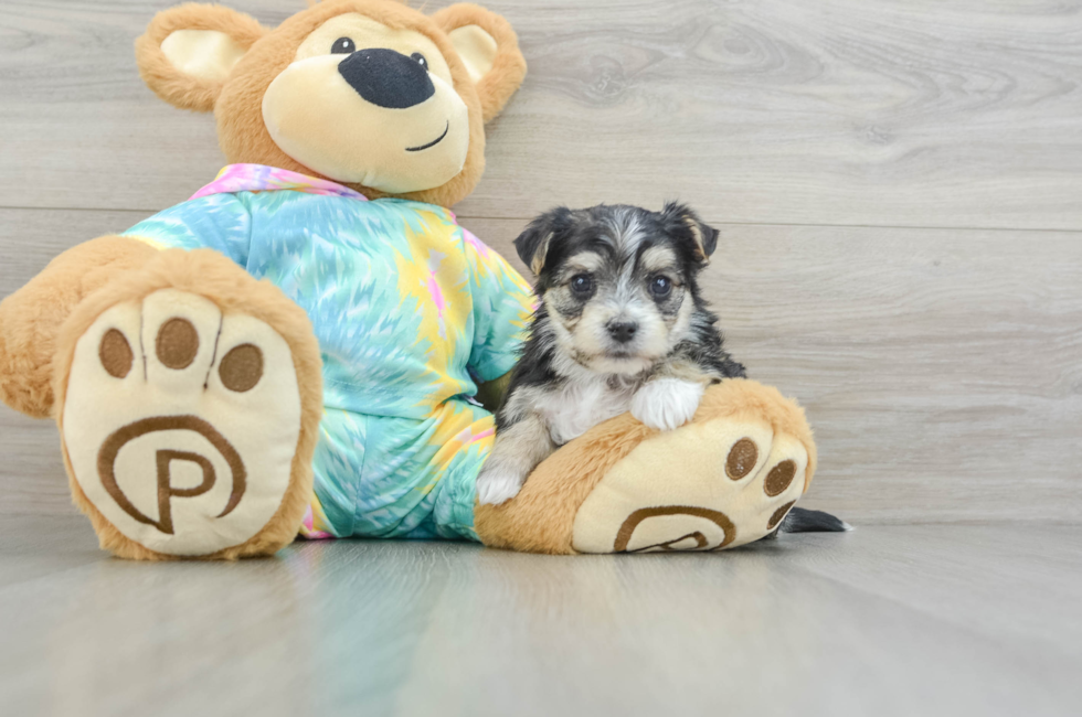 5 week old Morkie Puppy For Sale - Premier Pups