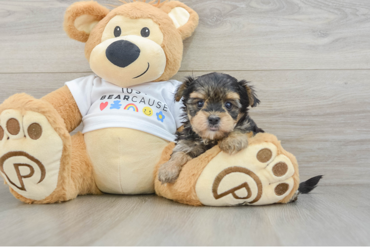 Morkie Puppy for Adoption