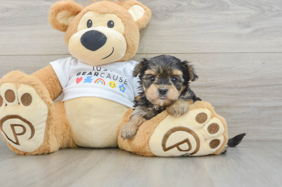 6 week old Morkie Puppy For Sale - Premier Pups