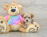 6 week old Morkie Puppy For Sale - Premier Pups