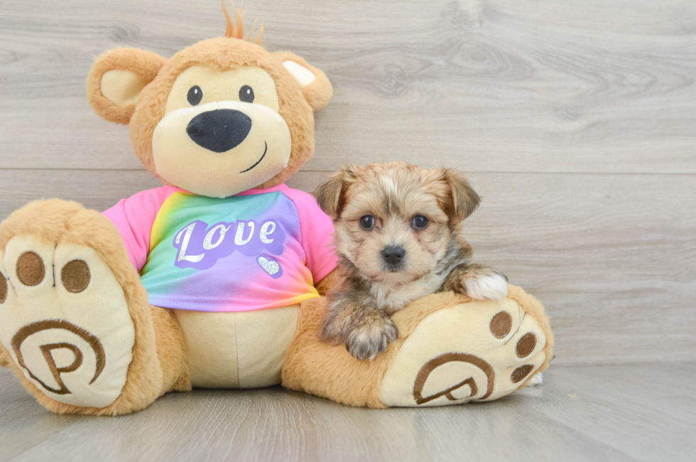 6 week old Morkie Puppy For Sale - Premier Pups