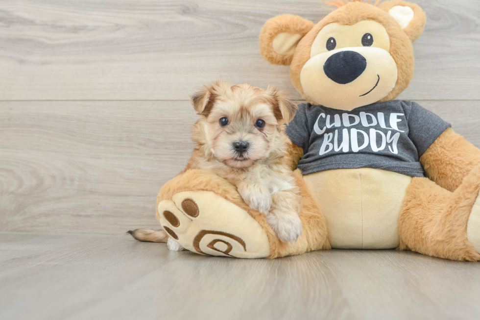 Morkie Puppy for Adoption